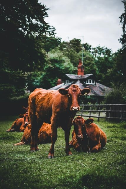"A Day as a Farmer" Experience - Starting at Dawn: The Morning Meet-Up and Transport