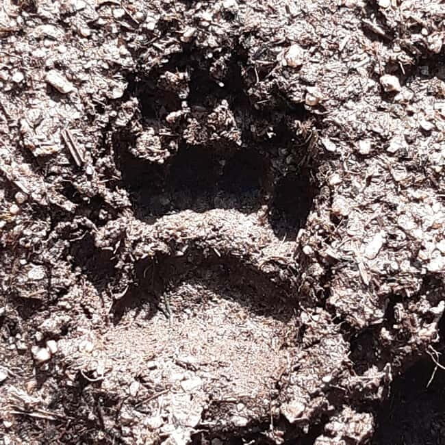 A Day Hike in Mervent Forest (Vendée) - Navigating the Forests and Remote Paths