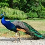 A gourmet visit to Château Citran - The Guided Tour of Château Citran’s Historic Estate