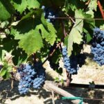 A world of wine-tasting in Nemea - Scenic Views of Corinth Canal and Mountainous Nemea