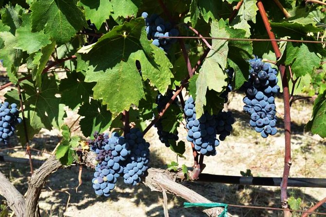 A world of wine-tasting in Nemea - Scenic Views of Corinth Canal and Mountainous Nemea