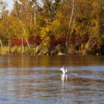 Aalsmeer: Traditional Dutch Barge Lake Cruise - How the Electric Whisper Boat Enhances the Experience