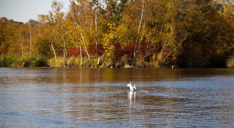 Aalsmeer: Traditional Dutch Barge Lake Cruise - How the Electric Whisper Boat Enhances the Experience