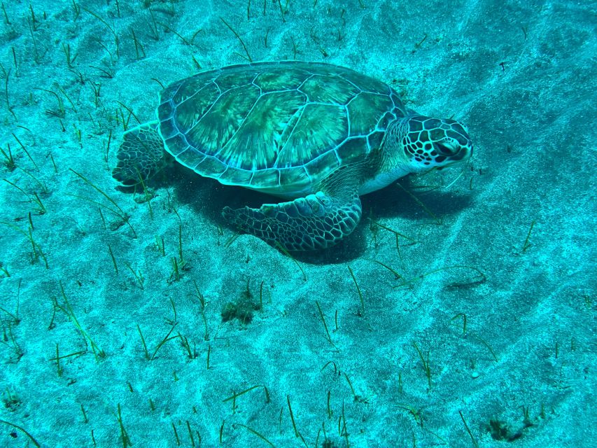 Abades: Guided Snorkeling Tour with Photos - How the Tour Starts at Playa Abades and What to Expect