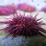 Abalone farm tour and tasting with coastal seaweed walk. Guided. 2 hours - Starting at Mungo Murphy’s Seaweed Co. in Galway