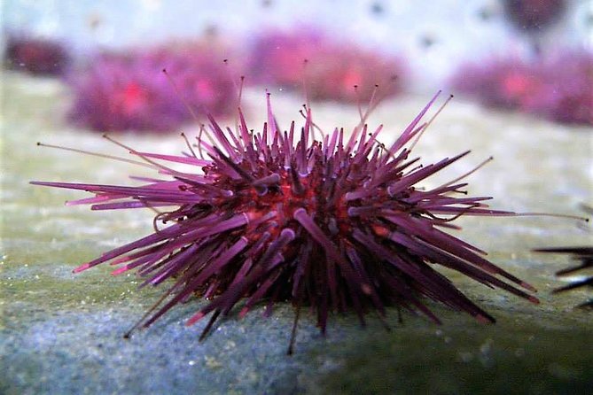Abalone farm tour and tasting with coastal seaweed walk. Guided. 2 hours - Starting at Mungo Murphy’s Seaweed Co. in Galway