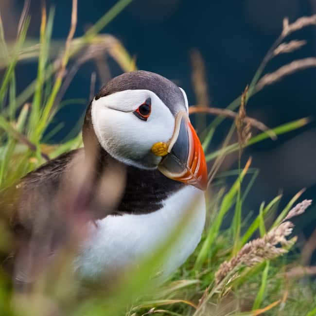 Aberdeen: Bullers of Buchan Puffin Watching Tour - Optional Seal Beach Visit in Newburgh