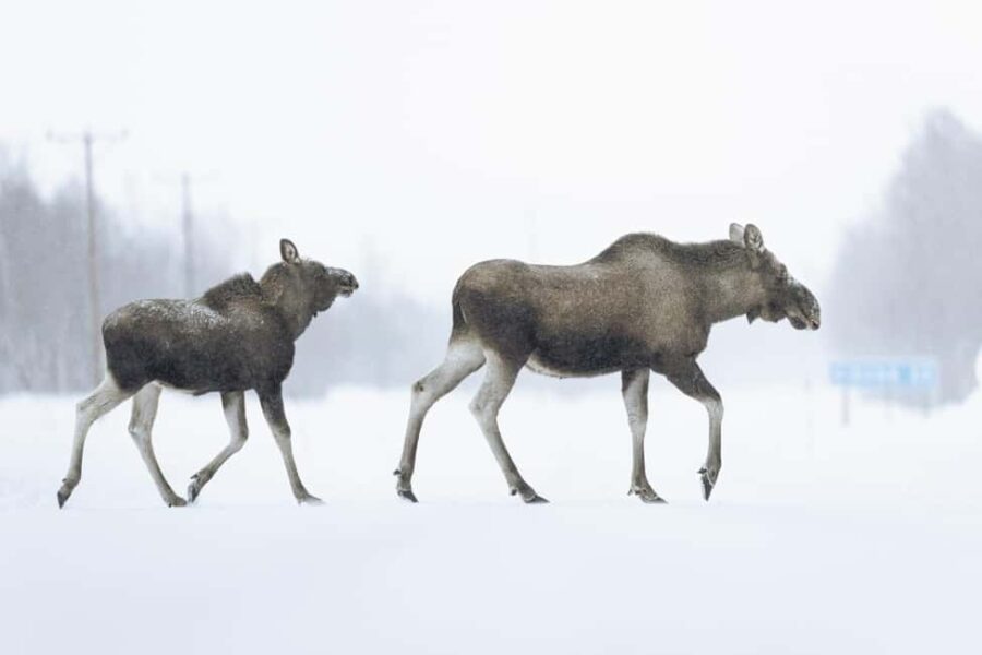 Abisko: Photo Hike with Professional Photographer - The Scenic Hike Through Abiskos Forests and Lakes