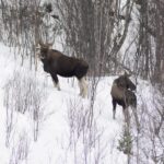 Abisko: Snowmobile Sightseeing Tour - What the Tour Includes and What to Prepare