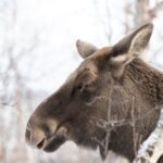 Abisko: Wilderness Snowshoe Hike - Logistics and Meeting Points in Abisko