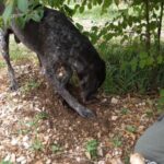 Acqualagna: Discovering the Truffle From the Forest to the Table - Discovering the Secrets of Truffle Hunting