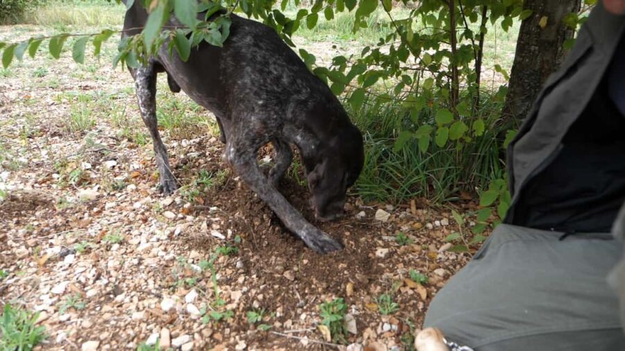 Acqualagna: Discovering the Truffle From the Forest to the Table - Discovering the Secrets of Truffle Hunting
