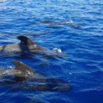 Adeje Classic Schooner: Whales, Lunch & Los Gigantes Cliffs - Whale and Dolphin Watching in Tenerife’s Calm Waters