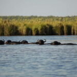 Adventure Tour In Georgia From Kutaisi - A Historical Stop at Shekvetili Village