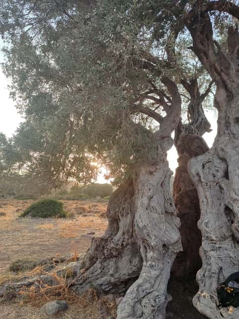 Aegina: Ancient Olive Grove (Eleonas) & Perdika Village Tour - The Serenity of the Ancient Olive Grove in Aegina