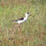 Afternoon birdwatching at Lagoa dos Salgados - Practical Details: Booking, Cancellation, and What’s Not Included