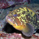 Agia Pelagia: Introduction to Scuba Diving (2 Dives) - The Experience at Mononaftis Beach