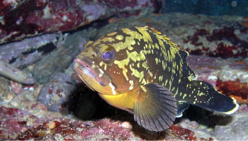 Agia Pelagia: Introduction to Scuba Diving (2 Dives) - The Experience at Mononaftis Beach