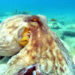 Agia Pelagia: Introduction to Scuba Diving Experience - Location and Starting Point at Agia Pelagia