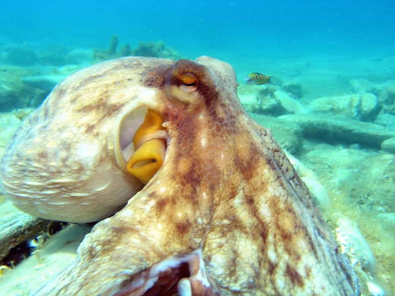 Agia Pelagia: Introduction to Scuba Diving Experience - Location and Starting Point at Agia Pelagia