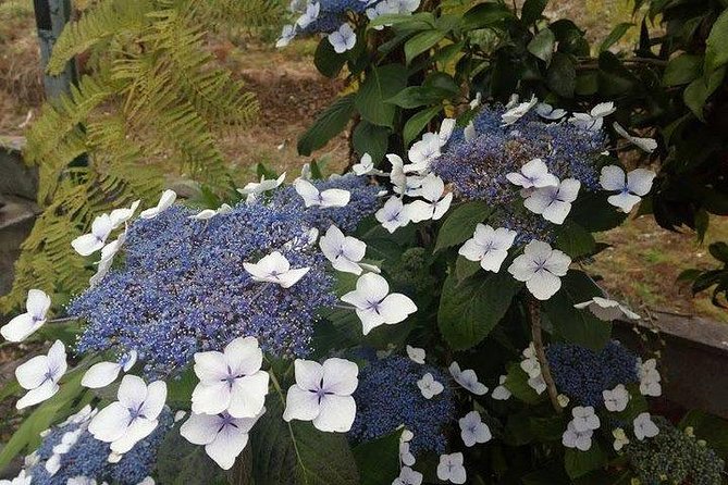 Agriculture Green Tour - Starts at 9:00 am with door-to-door pickup