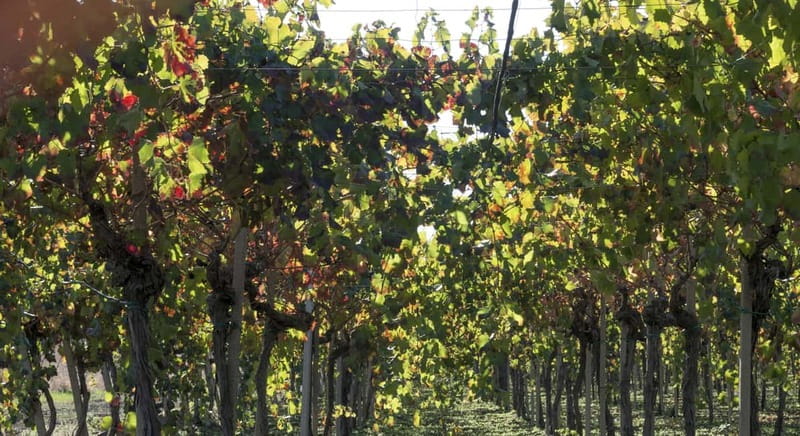 Agrigento: Vineyards and Wine Tasting Experience - Inside the Winery: A Blend of Past and Present