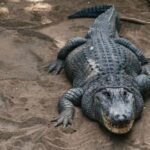 Agüimes: Cocodrilo Park Zoo Entry Ticket - Exploring Over 500 Animals in 22,000 Square Meters