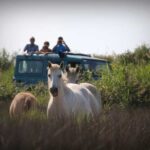 Aigues Mortes: Jeep Photo Safari in Camargue - Key Points