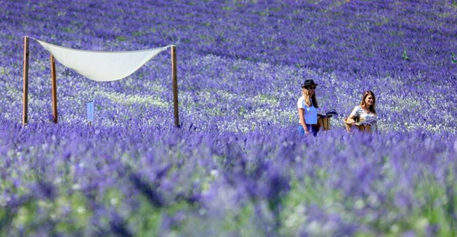 Aix-en-Provence: Lavender Fields Visit - Visiting the Family-Owned Lavender Fields in Aix-en-Provence