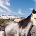 Akrotiri: Guided Horseback Riding Day Trip to a Beach - What the Horses and Guides Are Known For