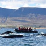 Akureyri: 2-Hour Whale Watching Express by RIB Speedboat - How the RIB Speedboat Enhances Whale Watching