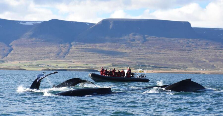 Akureyri: 2-Hour Whale Watching Express by RIB Speedboat - How the RIB Speedboat Enhances Whale Watching