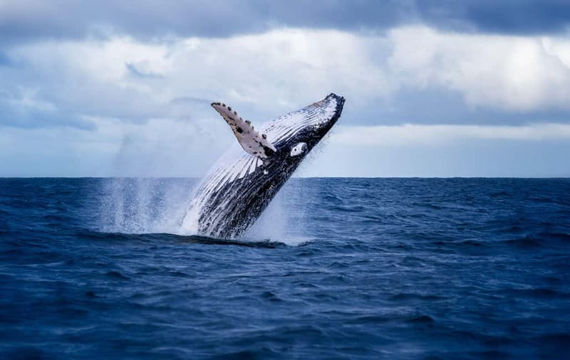 Akureyri: Whale Watching Shore Excursions - The Meeting Point and Logistics