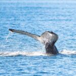 Akureyri: Whale Watching Tour with Transfer from Port - Pickup and Transport from Akureyri Port