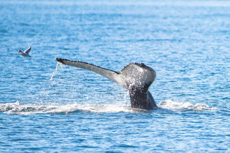 Akureyri: Whale Watching Tour with Transfer from Port - Pickup and Transport from Akureyri Port