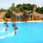 Alanya: Sealanya Dolphinpark Dolphin Show Tour - The Tour Highlights at Sealanya Dolphinpark