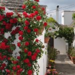 Alberobello Half- Day Tour with extravergine olive oil and Liquores tasting. - Scenic Drive through Itria Valley Countryside