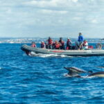 Albufeira: 2.5-Hour Private Dolphin & Benagil Caves tour - Encountering Dolphins in Their Natural Environment