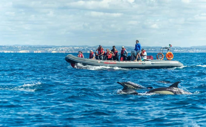 Albufeira: 2.5-Hour Private Dolphin & Benagil Caves tour - Encountering Dolphins in Their Natural Environment