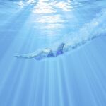 Albufeira: Benagil Caves & Dolphin Watching Speed Boat Tour - The Speedboat Experience and Boat Features