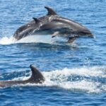 Albufeira: Dolphin Watching and Benagil Cave - Departure from Albufeira Marina and Route Overview