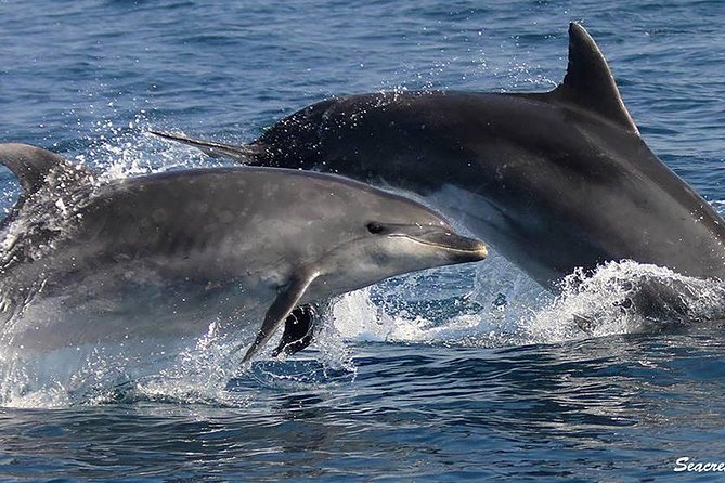 Albufeira: Dolphins and Caves Tour - Visiting the Benagil Cave