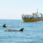 Albufeira Dreamer Boat Trip - Dolphin Watching in Natural Habitat