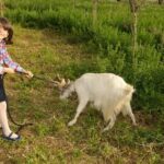 Alcamo Farm Animals and Aromatic Garden - Scenic Walks Through Olive Groves, Vineyards, and Citrus Orchards