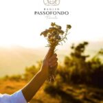 Alcamo: Wine Tasting, 5 Tenute Baglio Passofondo labels - Starting at the Rural Sicilian Baglio