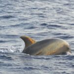 Alcudia: Dolphin Watching at Sunrise with Speedboat - Why This Tour Stands Out in Alcudia