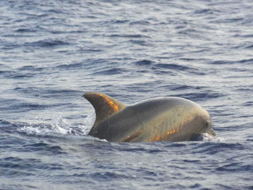 Alcudia: Dolphin Watching at Sunrise with Speedboat - Why This Tour Stands Out in Alcudia
