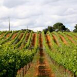 Algarve: 3 Types of Wine Tastings with Vineyard Views - Algarves Wine Tasting at Quinta dos Vales: An Authentic Vineyard Visit
