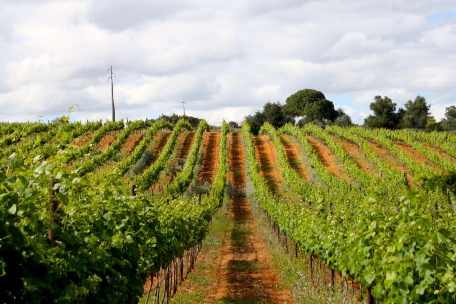 Algarve: 3 Types of Wine Tastings with Vineyard Views - Algarves Wine Tasting at Quinta dos Vales: An Authentic Vineyard Visit