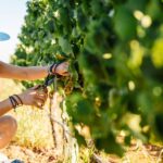 Algarve: Classic Wine Tour & Tasting in Silves - Discovering the Family Project in Silves